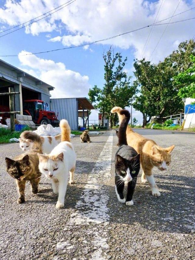 街上的一群社会猫，这气场太强，网友：太霸气，快闪开！！