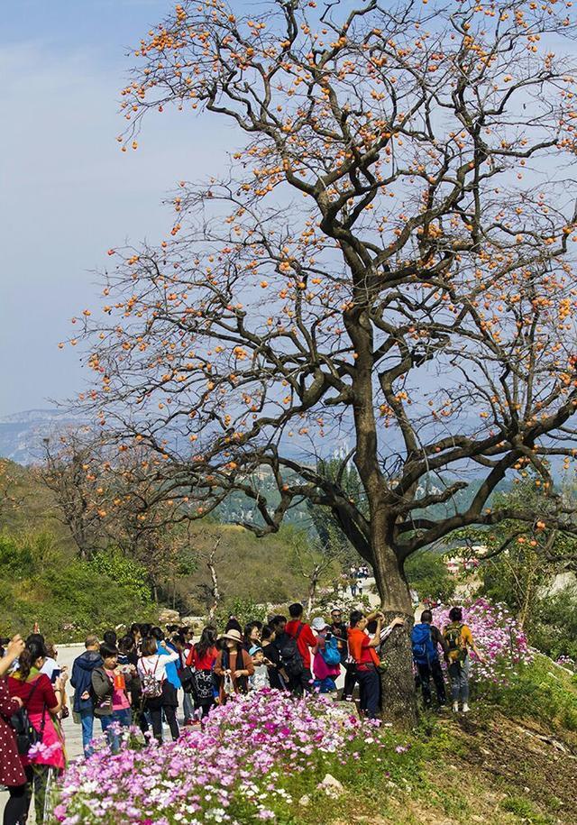 临朐红叶谷——格桑花海斗红叶