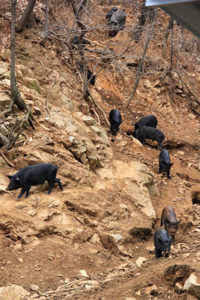 嵩县大坪陡沟，一个有关“野猪林”的真实故事……