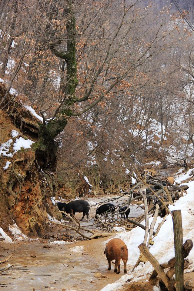 嵩县大坪陡沟，一个有关“野猪林”的真实故事……