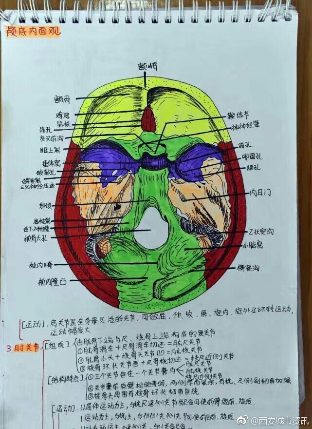 西安培华大二女生课堂笔记走红，被医学“耽误的画家”