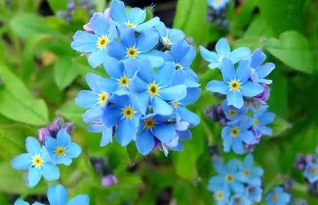 什么花的花语是永恒的爱?