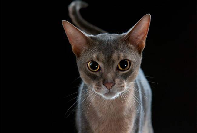 高智商又粘人，世界上最聪明的猫排行