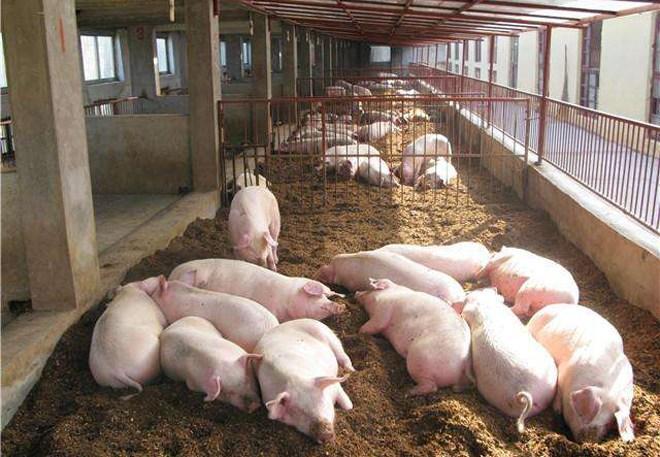 在农村想办个养猪场, 大概饲养500头猪, 准备100万够不够?