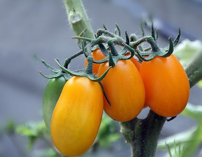 最好吃的6个柿子品种，第二种曾为贡品，第五种能自然脱涩！