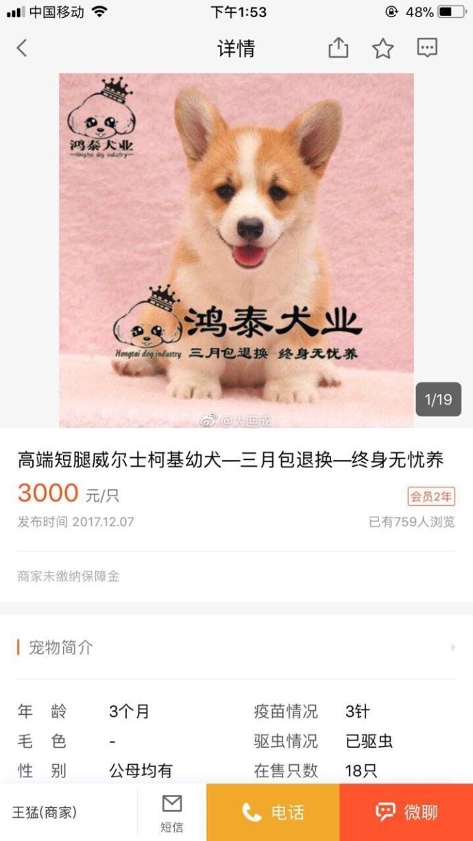 大连女孩花千元网络买柯基 不料送来一只病犬2天后身亡