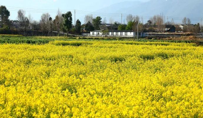 大理的油菜花已经开始泛黄了！春节，你会不会来这里？