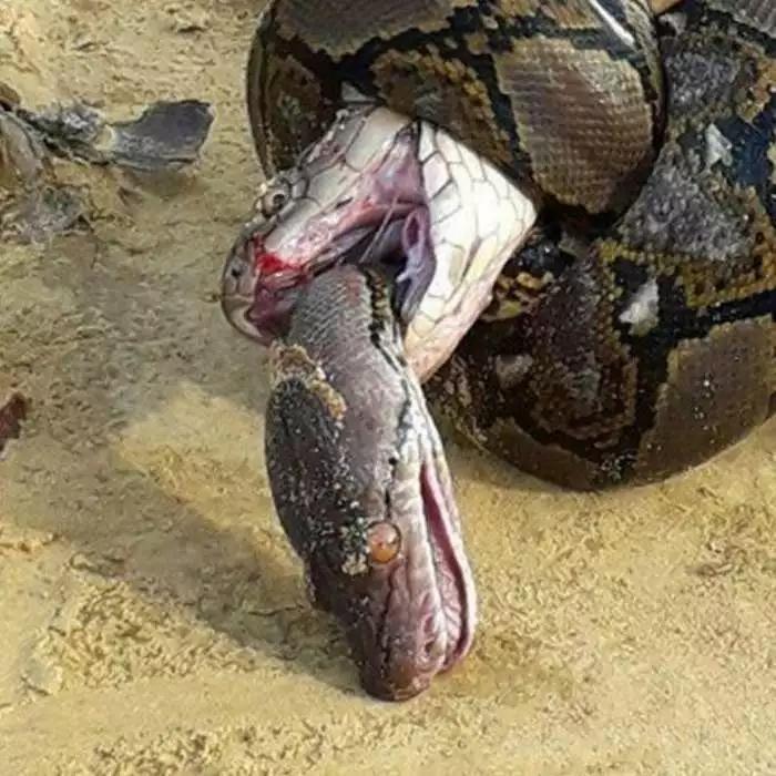 胆小慎入:一只眼镜王蛇和一只网纹蟒缠斗在一起,最后……