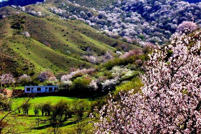 新疆的春天叫伊犁！花海、草原、原野组成了一幅人间最美的画卷