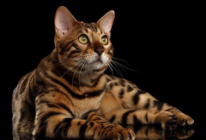 世界十大最名贵猫排行，最贵一只超过2万美元