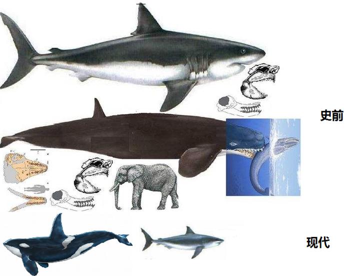远古巨兽梅尔维尔鲸，虎鲸只够它塞牙缝
