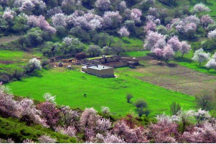 新疆的春天叫伊犁！花海、草原、原野组成了一幅人间最美的画卷