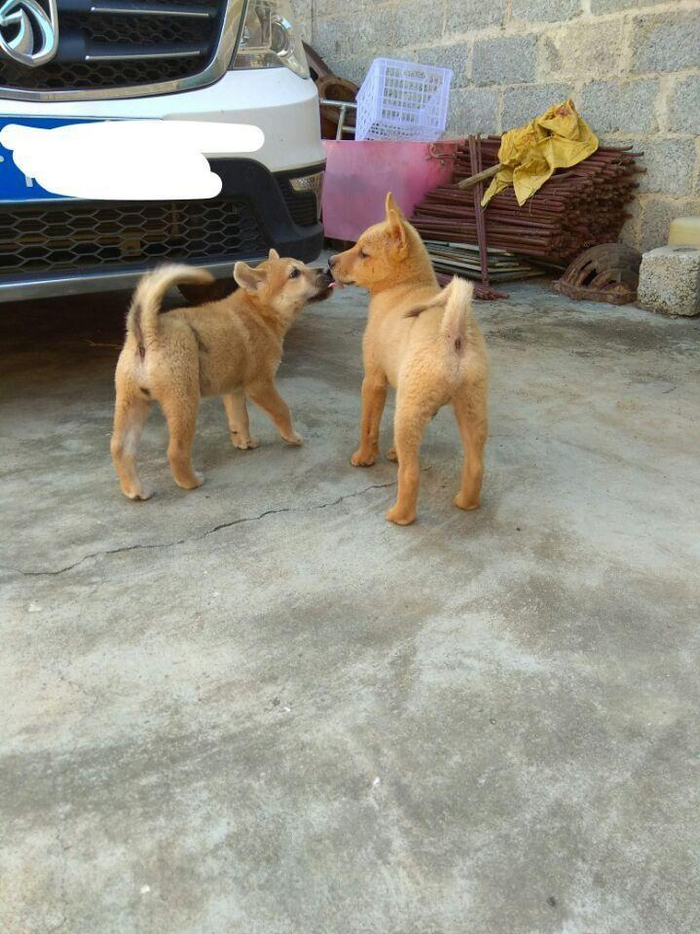 中华田园犬怎么养