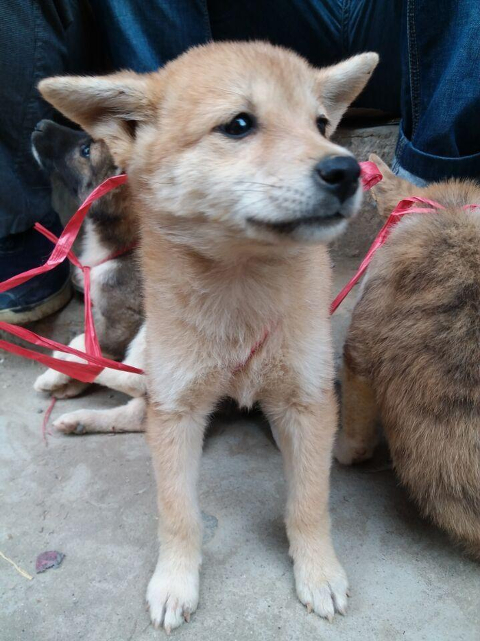 中华田园犬怎么养