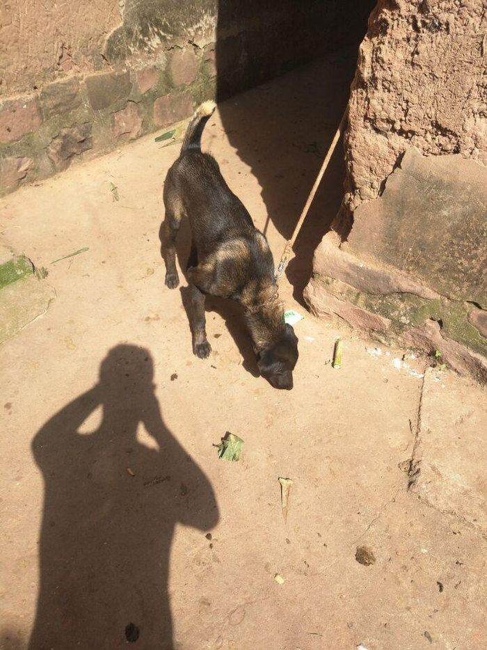 中华田园犬怎么养