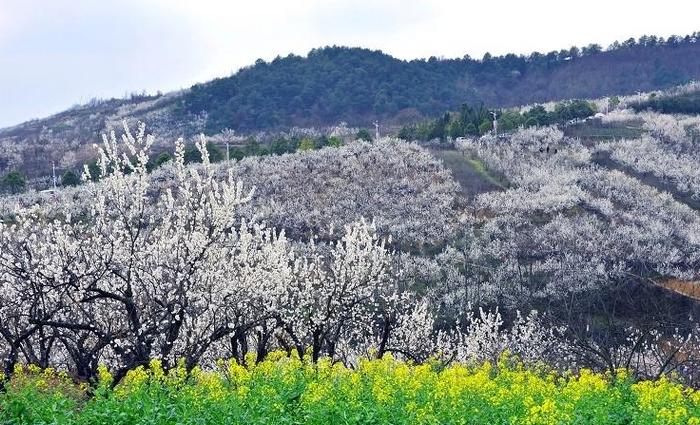 随着连日晴好暖阳高照，汉中西乡樱桃沟万亩樱桃花迎风绽放