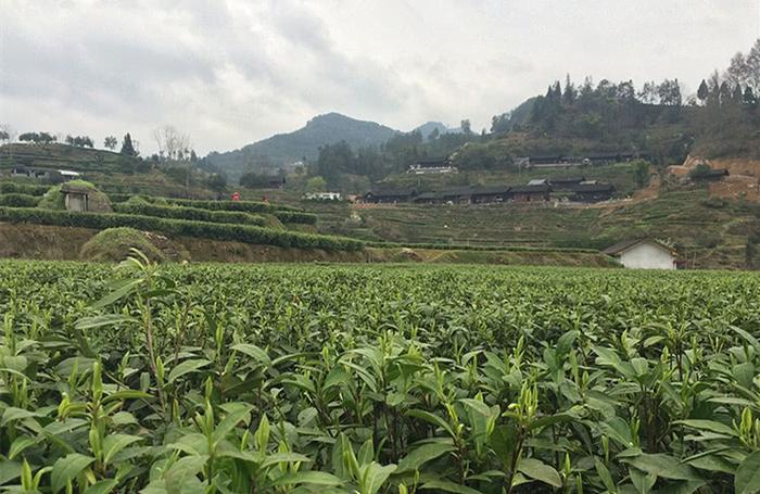 湘西吕洞山，出产中国最贵茶的地方