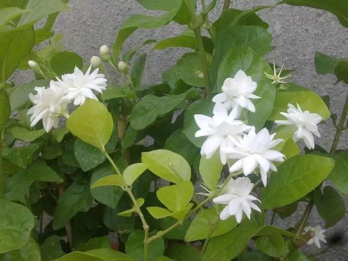 在室内养茉莉花掌握7个技巧，盆栽养着也不担心没有花朵
