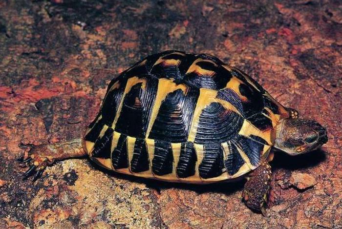 科普贴，8种宠物陆龟的种类，看完后你肯定想养一个