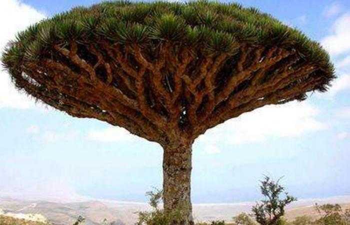 世界上最长寿的树，距今已经活了12000岁，曾和恐龙一个时代
