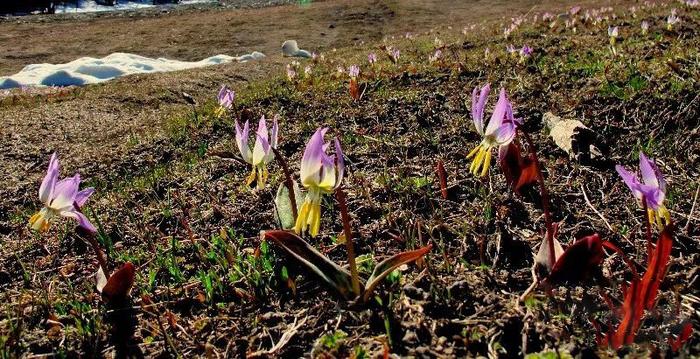 新疆的春天叫伊犁！花海、草原、原野组成了一幅人间最美的画卷