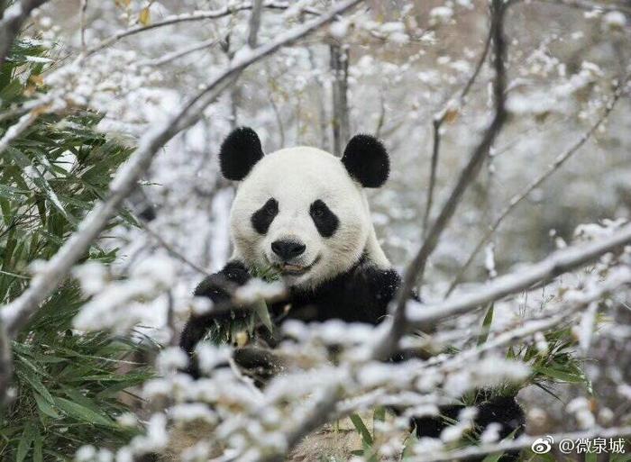 新年送福利，20张济南野生动物世界门票免费送啦！