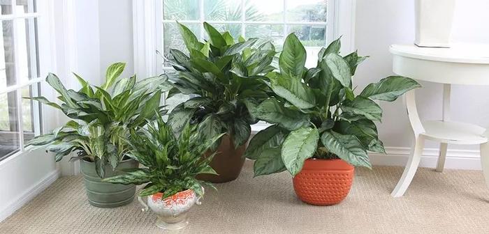 能够在低光照的室内生长旺盛的17种植物，遮阴处能养活