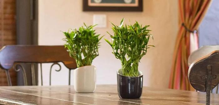 能够在低光照的室内生长旺盛的17种植物，遮阴处能养活