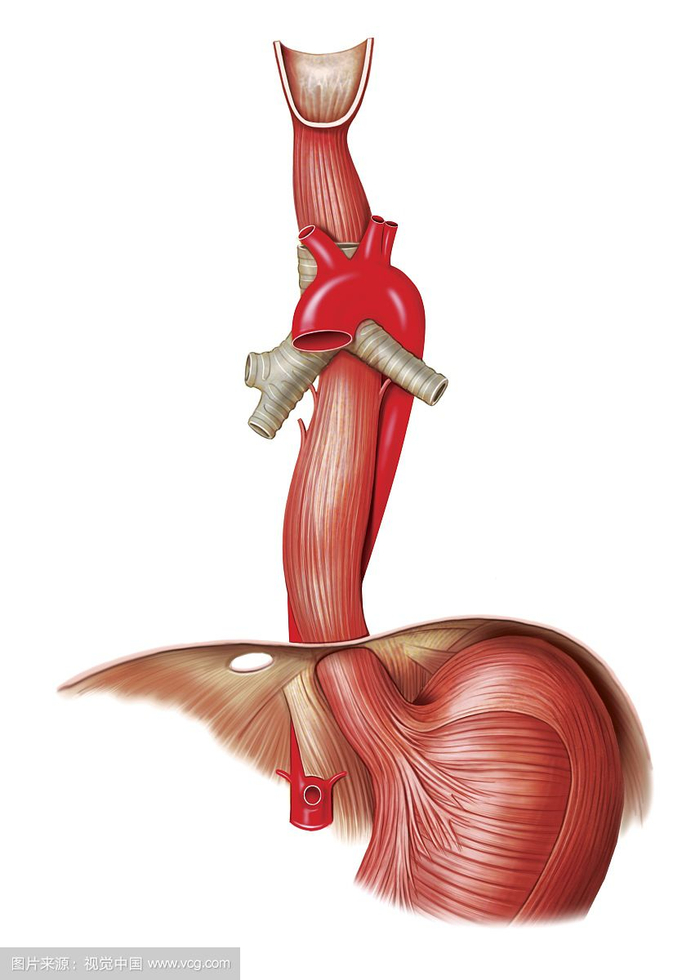 鸭子口水神奇功效 老鸭汤炖煮秘诀