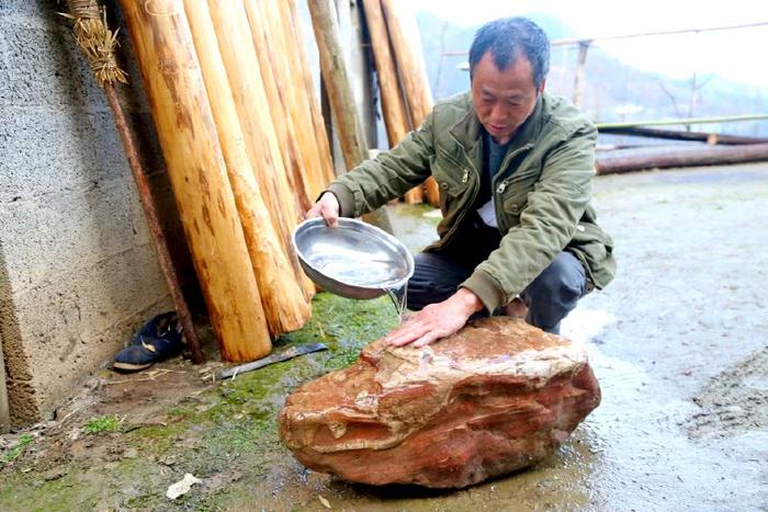 “鳄鱼”藏身农民家10多年，今日一见，逼真到仿若人工雕画