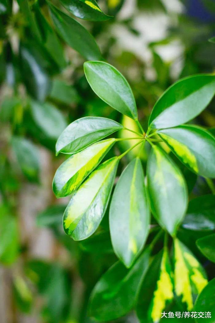 7种适合四季养在室内的热带植物, 新手也养不死的盆栽