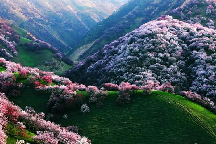 新疆的春天叫伊犁！花海、草原、原野组成了一幅人间最美的画卷