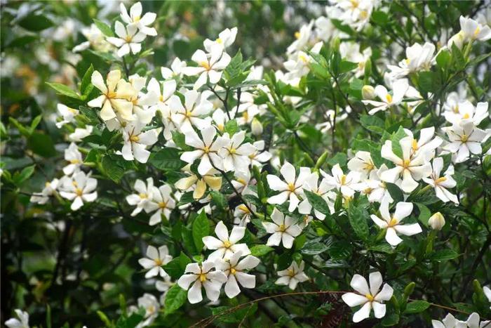 什么花的花语是永恒的爱?