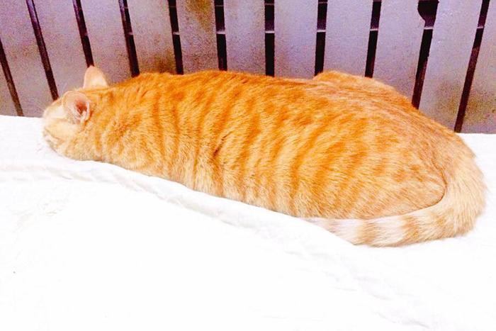 橘猫睡觉一动不动，好像一条虫子