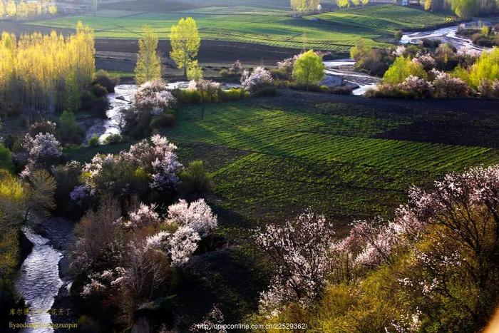 新疆的春天叫伊犁！花海、草原、原野组成了一幅人间最美的画卷