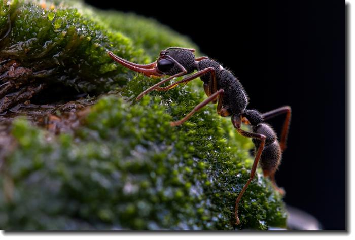 猛蚁虽然幼小，却力气比人的力气大，是一类潜在天敌里的昆虫！