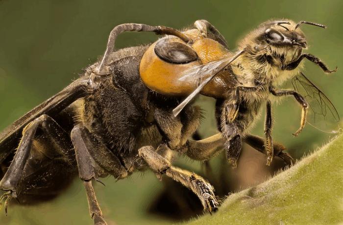 世界级致命毒蜂: 中国大虎头蜂入侵欧洲, 每天吃掉50只蜜蜂