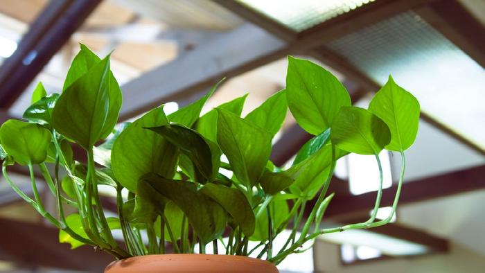 能够在低光照的室内生长旺盛的17种植物，遮阴处能养活