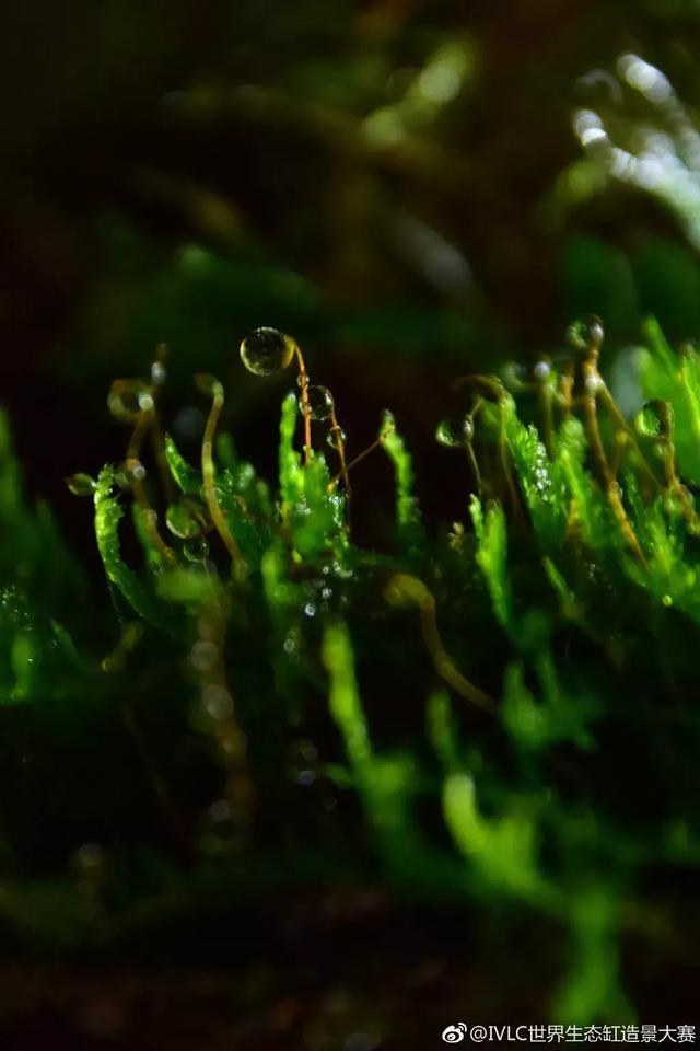 世界生态缸造景大赛：魔幻野性唯美的雨林缸大集会