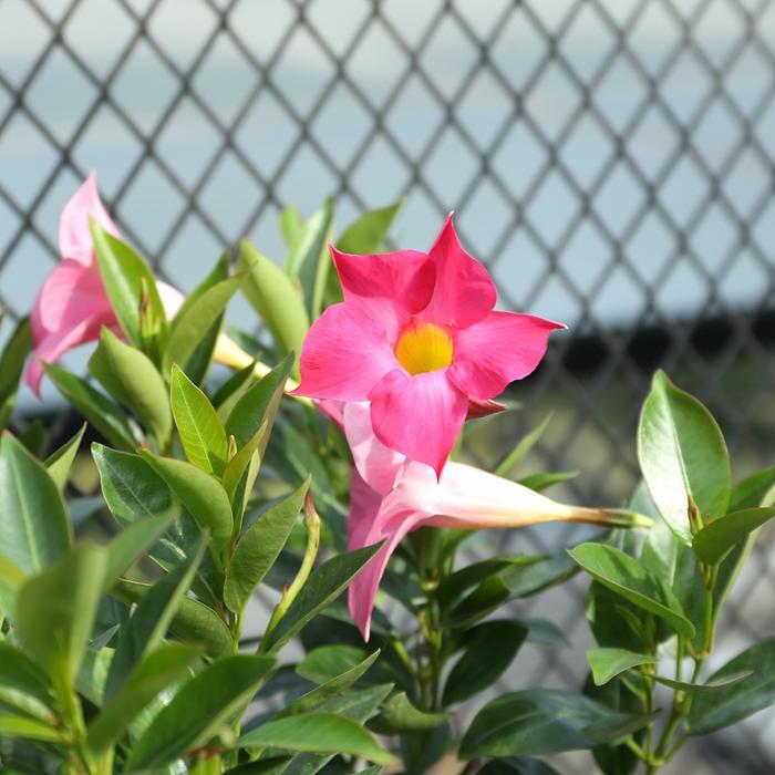 花期又长又好养的十种花，花朵清纯，香气清香好闻，家居盆栽首选