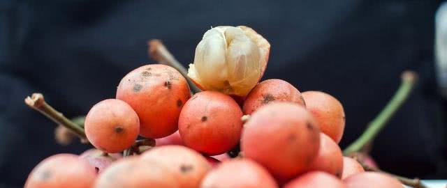 木奶果树体优美,果实美味,是集观赏食用药用为一体的多用途树种