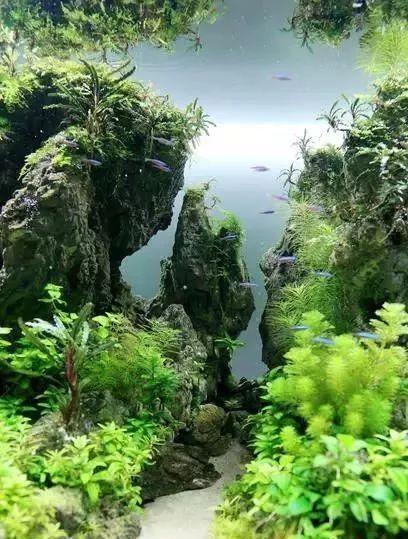 草缸造景原来还能这么玩？