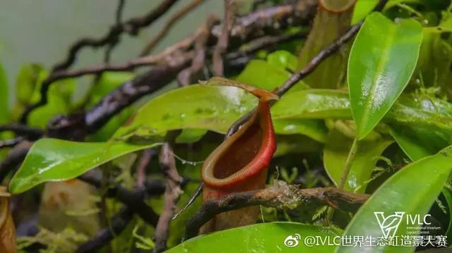 世界生态缸造景大赛：魔幻野性唯美的雨林缸大集会