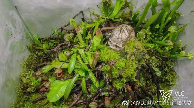 世界生态缸造景大赛：魔幻野性唯美的雨林缸大集会