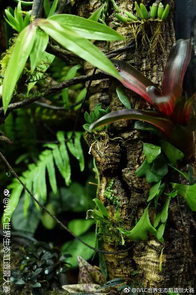 世界生态缸造景大赛：魔幻野性唯美的雨林缸大集会