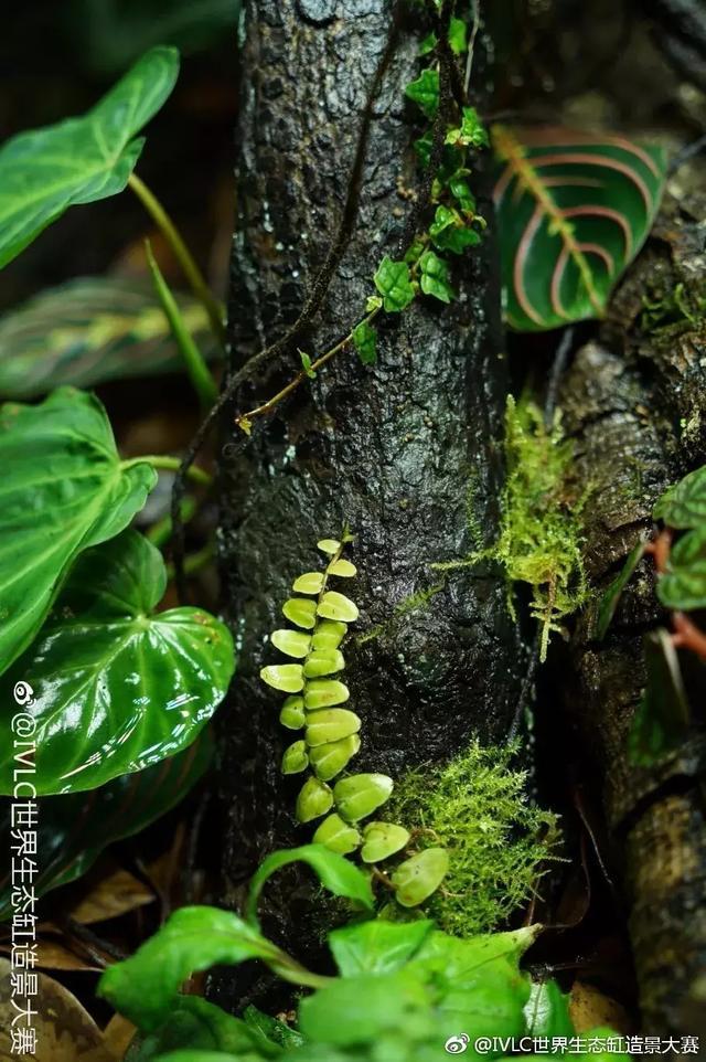 世界生态缸造景大赛：魔幻野性唯美的雨林缸大集会