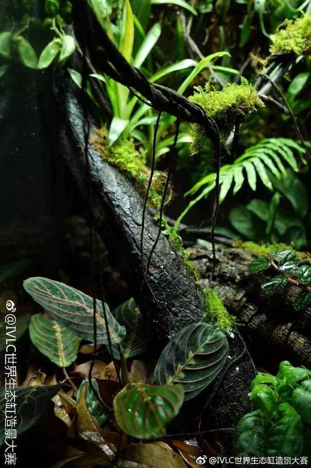 世界生态缸造景大赛：魔幻野性唯美的雨林缸大集会