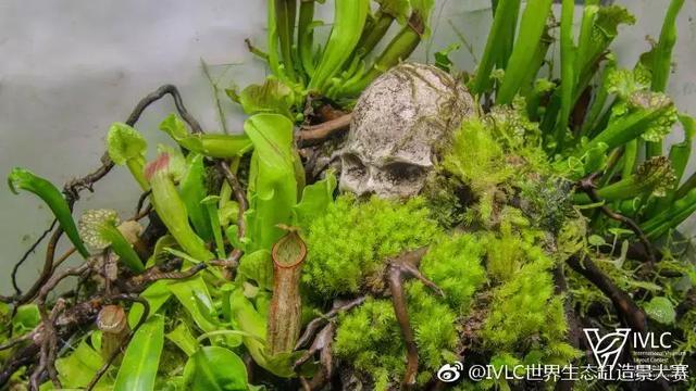 世界生态缸造景大赛：魔幻野性唯美的雨林缸大集会