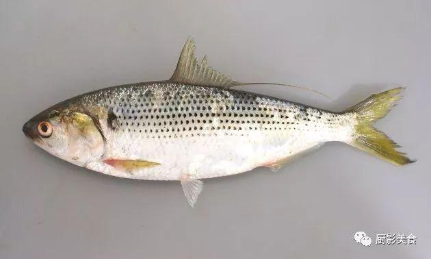 海里针嘴鱼有哪些 针鱼为什么可怕