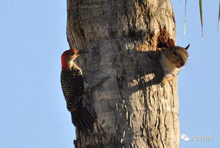 啄木鸟和松鼠争夺树洞，啄木鸟败走只能打骚扰战